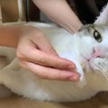 頑なに拒否！？顎はいいけど爪はダメな猫ちゃん