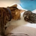 子猫に戸惑っているの？育児初心者の父猫さん！