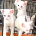 真っ白な３匹の子猫→朝ご飯を用意してあげると…ずっと見ていたくなる…