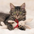 猫が『ぬいぐるみ』に対して思っている気持ち3選　どんな存在なの？見られ…