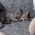 保護猫をお迎えしてわずか1時間後…ソファの上を見てみると→まさかの光景が…