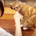 作戦決行♪人見知りな猫ちゃんと仲良くなりたい！