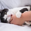 猫のことを『正しく怖がるべき』理由4つ　起こりうるトラブルや関わり方の…
