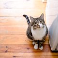 愛猫があなたに示している『尊敬サイン』3つ　どんな態度にリスペクトが込…