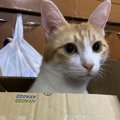 猫が『かくれんぼ』を好む３つの理由！上手な遊び方をマスターしよう