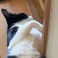 生まれて初めての『夏』を迎えた猫→廊下にいるところを見てみたら…『…