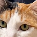 猫に『保険証の写真を撮らせて』と頼んだ結果→まさかの『完璧すぎるポーズ…