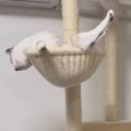 テレビに夢中な猫に『こっそり近づいてみた』結果…想像以上の『人間すぎる…