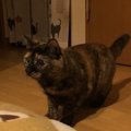 猫がお尻をフリフリする３つのシチュエーション