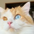 猫が片っ端から『物を落としたがる』5つのワケ！わざと？本能？猫の本…