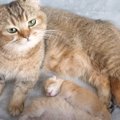 「まさに天使のねんね」お母さん猫の近くで眠っていた子猫…『まさかの…