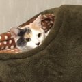 ぴったりハマる！猫ちゃんはどこ？？