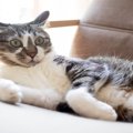 猫が『イカ耳』をするときの心理3つ　気持ちを見分けるコツや接すると…