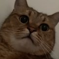 仕事の日の朝、『猫が起こしに来てくれた』と思ったら…なかなか家を出られ…