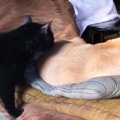 『お昼寝中の柴犬』のもとに『猫』がやってきた結果…笑ってしまう瞬間…
