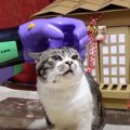 パパさんの腕が初号機に？！猫ちゃんを撫でてみると…