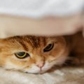 ストレスが原因かもしれない猫の行動６つ