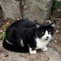 「テキサス州の大洪水」から400匹ものペットを救出　無事飼い主の元に…