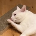 『自分の前足の匂いを嗅いだ猫』が、次の瞬間……爆笑必至のリアクショ…