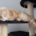 猫が『不幸になる』飼い主に共通する特徴5つ　あなたは大丈夫？今すぐ…