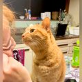 お母さんに顔を近づける猫→キスするのかと思いきや…まるでコントのよ…