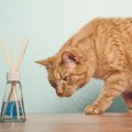 猫のいる場所で『消臭剤』を使っても大丈夫？　使ってはいけないタイ…