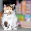 猫の態度が急に冷たくなった…考えられる原因３つ