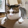 『トイレハイ』で無双モードになった猫…興奮状態で『荒ぶる』姿に思わ…