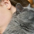 猫は『飼い主さんの顔のそばで寝る』理由4選　近ければ近いほど信頼度が増…