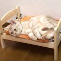 小さな猫用ベッドでごろごろする姿がかわいすぎる♡