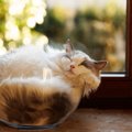 『イグ・ノーベル賞と猫』にまつわる3つのおもしろい研究　『猫は液体…