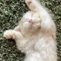 猫が『信頼している』飼い主にしか見せない仕草や行動３つ