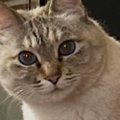 ネコからの熱い視線を感じて『カメラ』を向けたら…次の瞬間→『予想外の展…