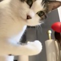『突然力を誇示し始めた』→猫を撮影していると…まさかすぎる光景が126万再…