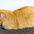 猫が物に頭を押し当てる『ヘッドプレッシング』が危険な理由3つ　見逃…