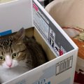 可愛い猫ちゃんハウスを使ってほしい♡飼い主さんの願いは届くかな？