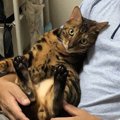 猫に抱っこさせてもらうための３つの手段