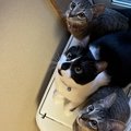 『探究心旺盛な猫』がしがちなこと5つ