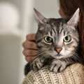 愛猫があなたに『依存』しているときの3つの行動　ただの甘えん坊と違…