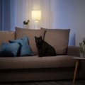 猫を『寝かしつけたい』ときに試せるアイデア4選　夜寝てくれないのは…