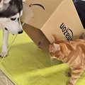 猫と犬に『段ボール箱でつくったバレバレの罠』を仕掛けてみた結果…まさか…