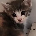 物置に迷い込んだ『1匹の小さな子猫』を保護したら…家族になるまでの記録…