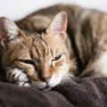 猫の『認知症』を疑うべき５つの初期症状。悪化するとどうなるの？