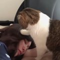枕を奪ってママさんを起こす猫くん！
