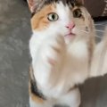 天然の猫じゃらし『チガヤ』に大興奮！あの手この手で遊ぶ猫ちゃんが…