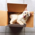 猫がレジ袋や段ボールを舐めるのはなぜ？