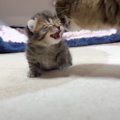 ママ大好きな子猫がママに拒絶されるようになって2年……胸が熱くなる…