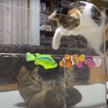 ナイスアイデア！？水槽を泳ぐ魚に猫ちゃん釘付け♪