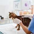 猫にとって油断できない『猫風邪』の症状5つ　主な感染経路から治療法まで…
