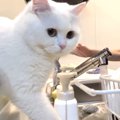 お母さんと仲が悪かった猫ちゃん。しかし時間が経つと・・・？